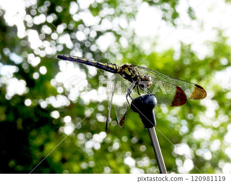 蜻蜓棲息在汽車天線上 120981119