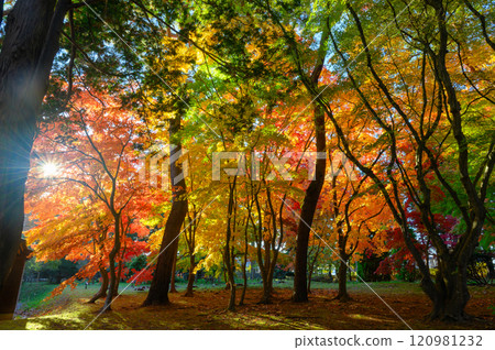 明亮的秋葉 明亮的秋葉 120981232