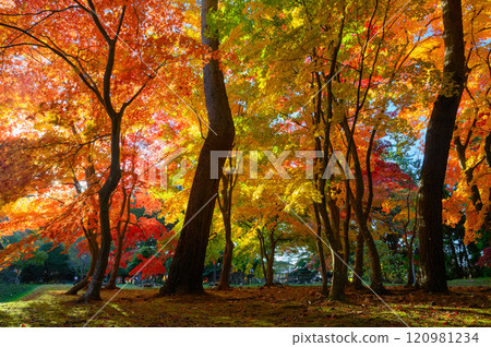 明亮的秋葉 120981234