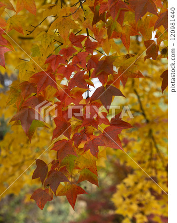 Colorful autumn leaves of Liquidambar monadelpha Colorful autumn leaves of Liquidambar monadelpha 120981440