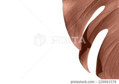 Monstera plant in a white pot on a white isolated background. The concept of minimalism. Color of the year 2025, .mocha mousse. 120981579