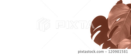 Color of the year, 2025, mocha mousse, Monstera plant banner. Color of the year, 2025, mocha mousse, Monstera plant banner. 120981581