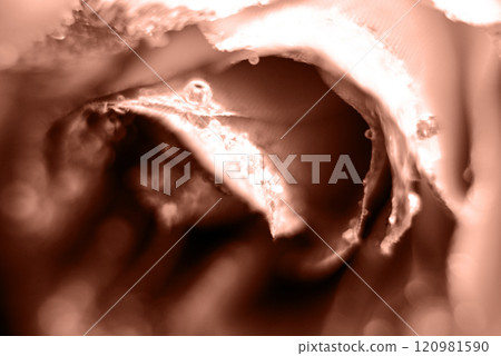 Color of the year, 2025, mocha mousse, Plant, natural background for branding and product presentation Color of the year, 2025, mocha mousse, Plant, natural background for branding and product presentation 120981590