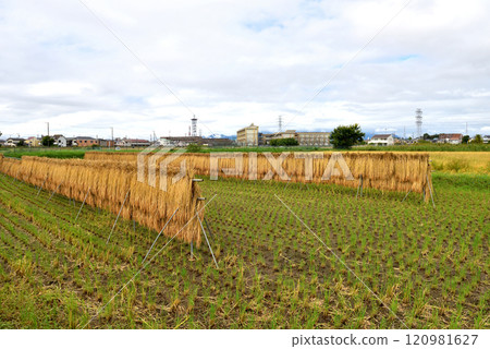 Rice field scenery along the JR Sagami Line Rice field scenery along the JR Sagami Line 120981627