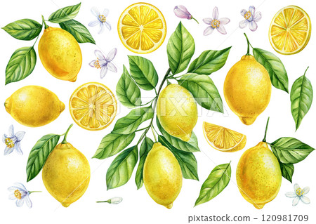 Lemon, branch with leaves, flowers, citrus fruits, botanical painting collection tropical fruit. watercolor illustration 120981709