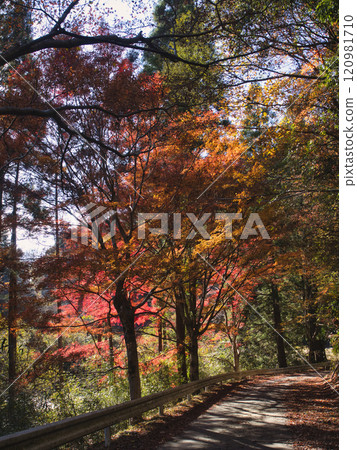 梅瀨溪谷的深秋 120981710