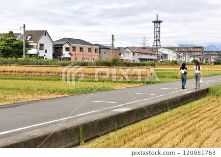 Rice field scenery along the JR Sagami Line 120981763