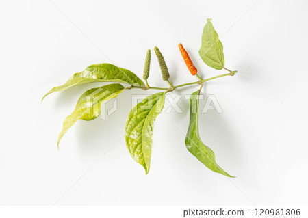 Hihatsu fruits and leaves 120981806