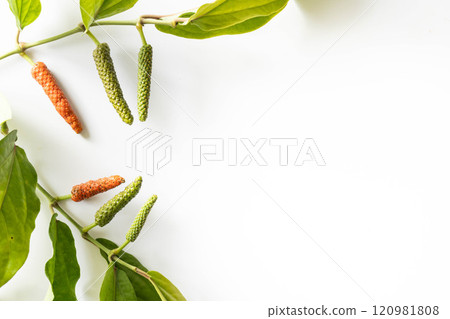 Hihatsu fruits and leaves Hihatsu fruits and leaves 120981808