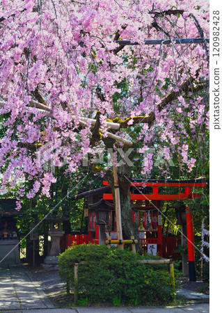 翠花天滿宮美麗的垂櫻（京都府京都市上京區） 120982428