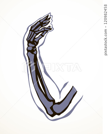 Vector drawing. Bones of the arm and shoulder 120982458