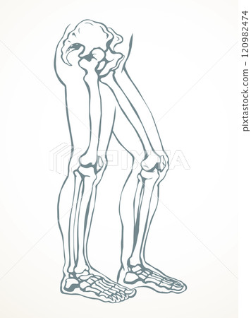 Vector drawing. Bones of the leg Vector drawing. Bones of the leg 120982474