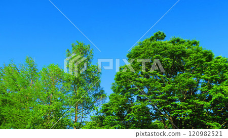 清新的綠樹和藍天的景色 120982521