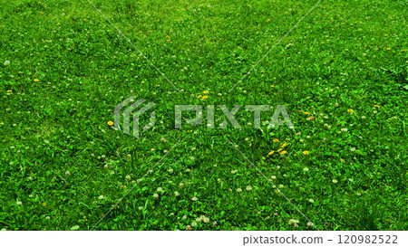 公園田野的綠色景觀 120982522