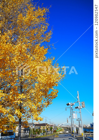 Ginkgo billy in the blue sky 120982547