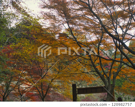 Late autumn in Umegase Valley 120982757