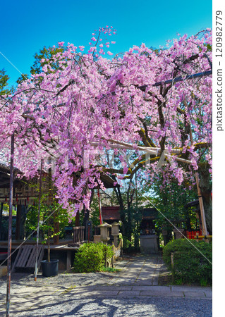 Beautiful weeping cherry blossoms at Suika Tenmangu Shrine (Kamigyo Ward, Kyoto City, Kyoto Prefecture) 120982779
