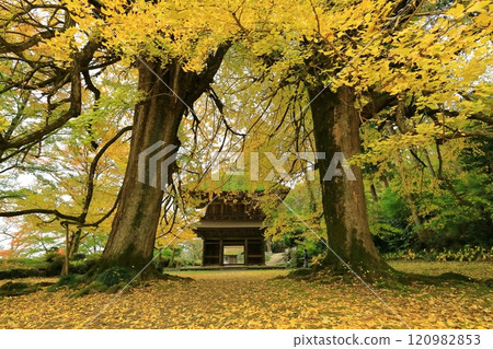 Kotokuji Temple, Akiruno City, Tokyo 120982853