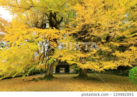 東京秋留野市立壽寺 120982891