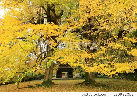 東京秋留野市立壽寺 120982892