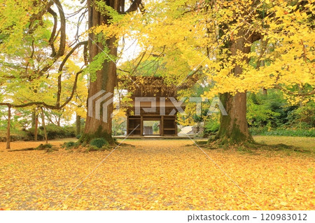 東京都秋留野市高德寺 120983012