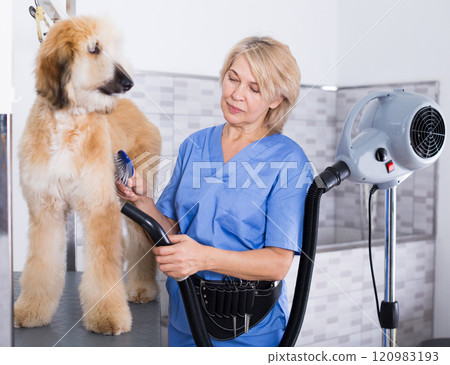 Hairdresser professional dries hair by fen dog fur Afghan hound dog in hairdresser for animal Hairdresser professional dries hair by fen dog fur Afghan hound dog in hairdresser for animal 120983193