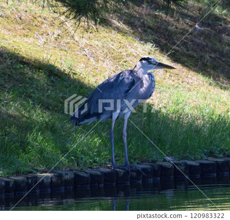 A great blue heron landing in a Japanese garden A great blue heron landing in a Japanese garden 120983322