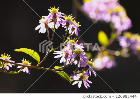 Small chrysanthemum flower Small chrysanthemum flower 120983444