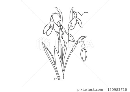 Continuous one line drawing beauty fresh galanthus for home decor wallpaper art poster print. Decorative snowdrop flower for greeting card ornament. Single line draw design vector graphic illustration Continuous one line drawing beauty fresh galanthus for home decor wallpaper art poster print. Decorative snowdrop flower for greeting card ornament. Single line draw design vector graphic illustration 120983716