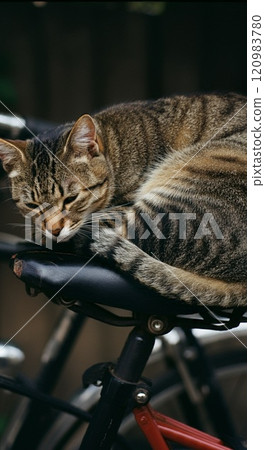貓睡在自行車鞍座上 120983780