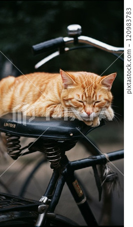 貓睡在自行車鞍座上 120983783