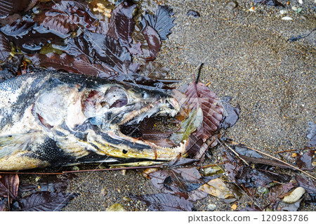 A salmon exhausted after spawning on its way back to its mother river A salmon exhausted after spawning on its way back to its mother river 120983786