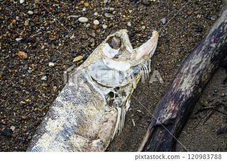 A salmon exhausted after spawning on its way back to its mother river A salmon exhausted after spawning on its way back to its mother river 120983788