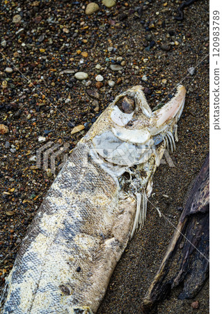 A salmon exhausted after spawning on its way back to its mother river A salmon exhausted after spawning on its way back to its mother river 120983789