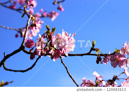 河津櫻花 河津櫻花 120983813