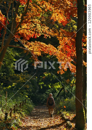A woman strolling among the autumn leaves 120983965