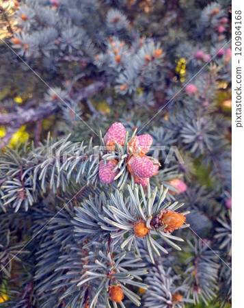 beautiful coniferous tree with cones in nature 120984168