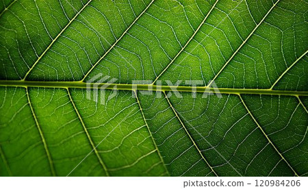 Leaf vein 120984206
