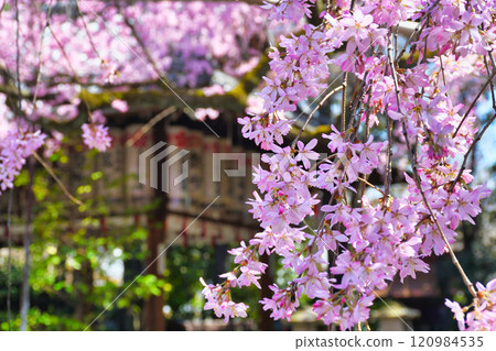 Beautiful weeping cherry blossoms at Suika Tenmangu Shrine (Kamigyo Ward, Kyoto City, Kyoto Prefecture) 120984535