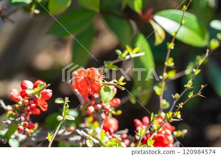 Red flowers of quince blooming in the garden in spring Red flowers of quince blooming in the garden in spring 120984574