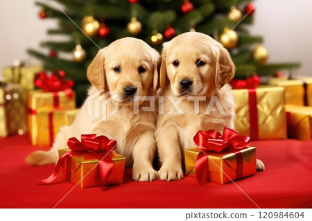 Cute puppy dogs near Christmas gift boxes 120984604
