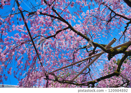 翠花天滿宮美麗的垂櫻（京都府京都市上京區） 120984892