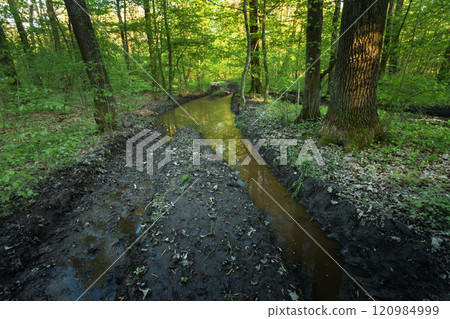 A puddle on a dirt road in the spring forest A puddle on a dirt road in the spring forest 120984999