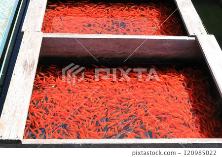 Summer Goldfish [Yamatokoriyama City, Nara Prefecture] 120985022