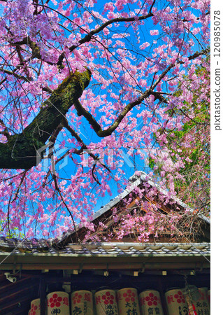 Beautiful weeping cherry blossoms at Suika Tenmangu Shrine (Kamigyo Ward, Kyoto City, Kyoto Prefecture) Beautiful weeping cherry blossoms at Suika Tenmangu Shrine (Kamigyo Ward, Kyoto City, Kyoto Prefecture) 120985078