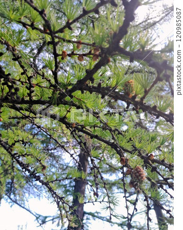 Coniferous tree in the garden 120985087