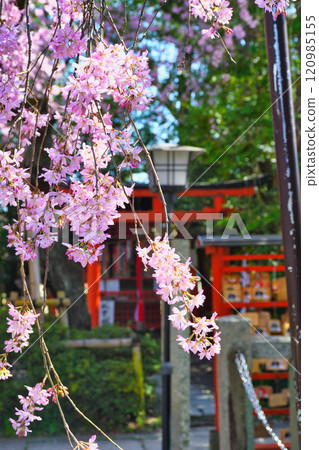 翠花天滿宮美麗的垂櫻(京都府京都市上京區) 翠花天滿宮美麗的垂櫻(京都府京都市上京區) 120985155