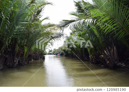 越南會安的紅樹林 120985190