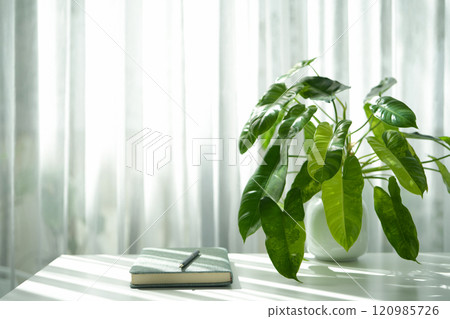 Philodendron Burlemarxii on white table with notebook under sunlight through curtain Philodendron Burlemarxii on white table with notebook under sunlight through curtain 120985726