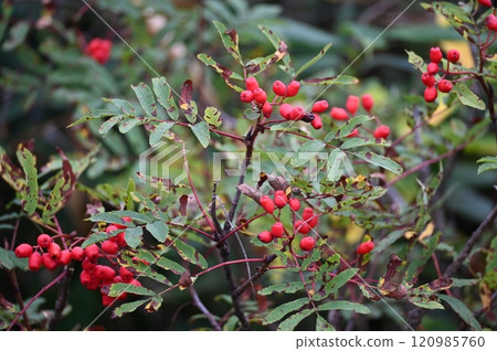 Shichikama, a natural park in the Tsugaike Plateau of Chikuni, Otari Village, Kitaazumi District, Nagano Prefecture, part of the Chubu Sangaku National Park Shichikama, a natural park in the Tsugaike Plateau of Chikuni, Otari Village, Kitaazumi District, Nagano Prefecture, part of the Chubu Sangaku National Park 120985760